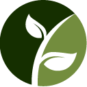 Forsythia Pruning Pros