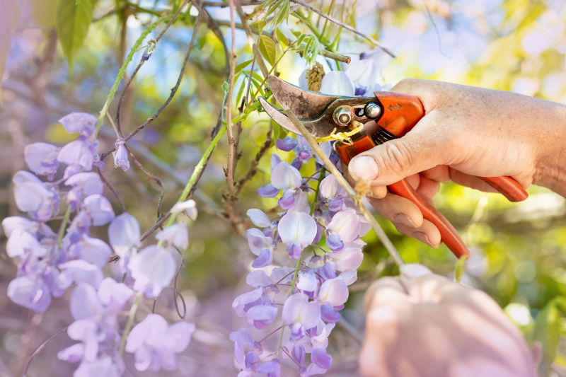 Professional Pruning Tools