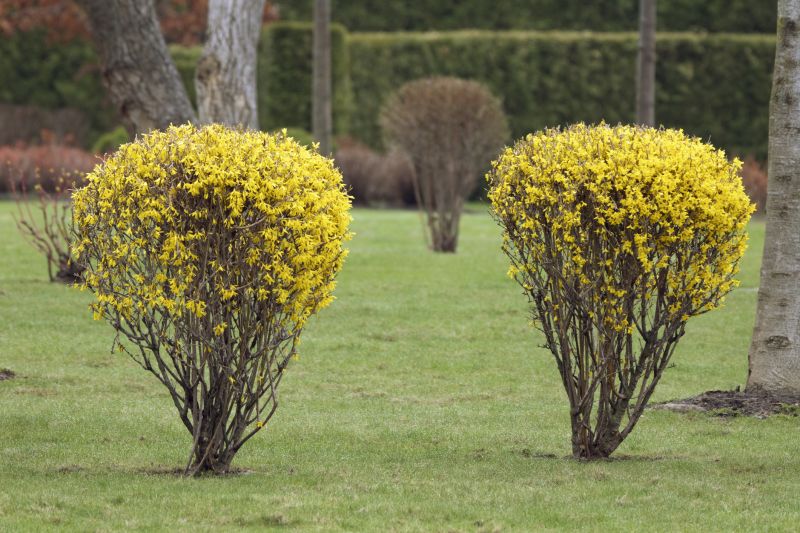 Forsythia Prunings in Spring