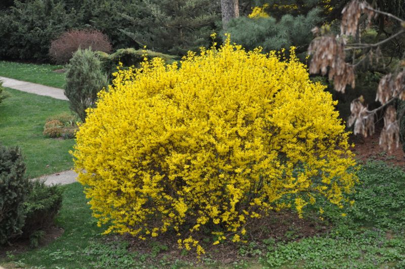 Pruned Forsythia Bush