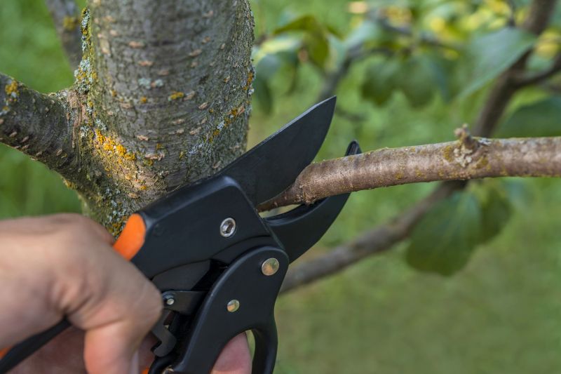 Pear Tree Pruning in San Jose, CA