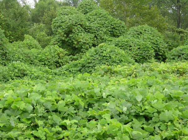 Kudzu Abatement