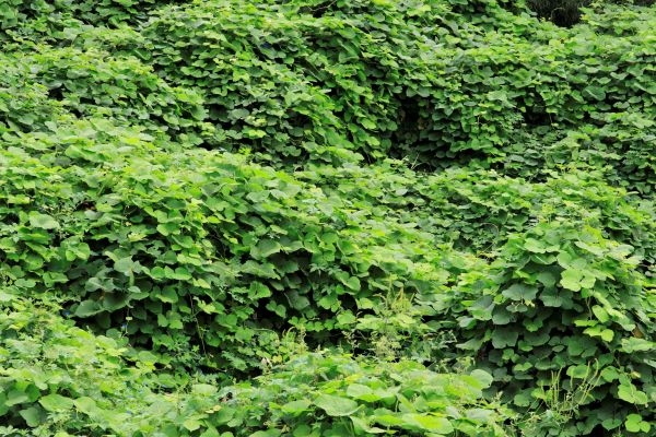 Kudzu Mitigation